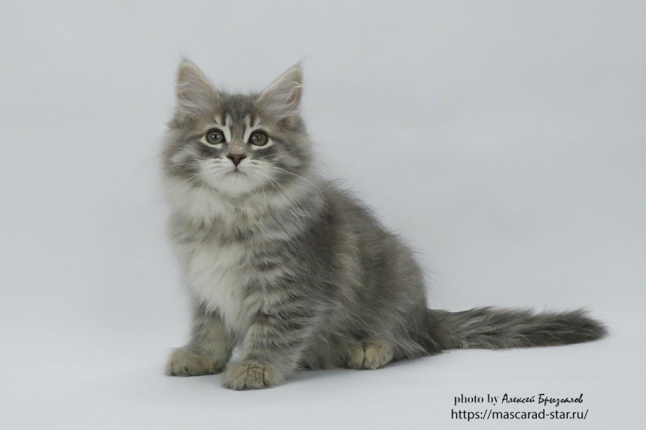 Сибирский пятнистый котёнок фото
