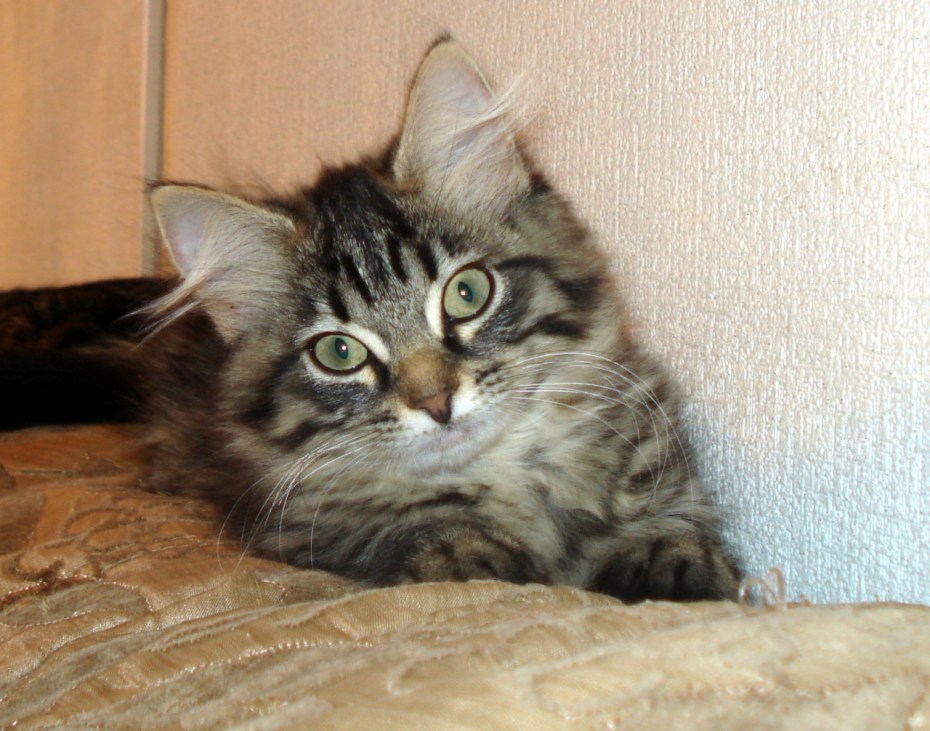 Сибирская кошка котята