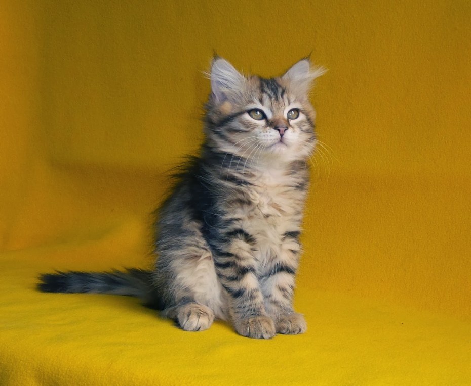 Сибирская кошка котята