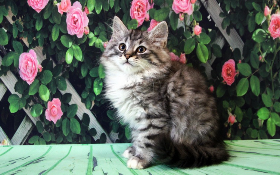 Сибирский котенок подросток