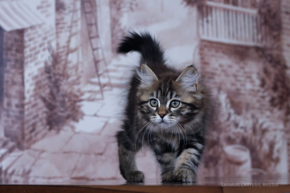 Сибирские коты питомник