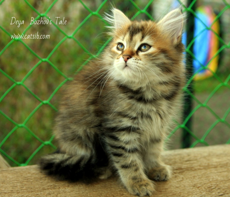Кошка Сибирский Мао