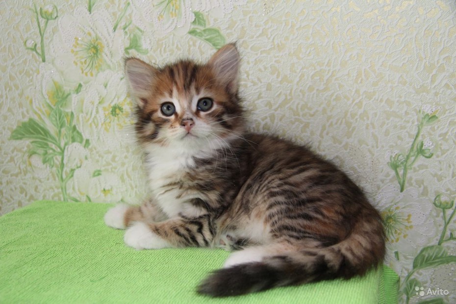 Сибирская сторожевая кошка