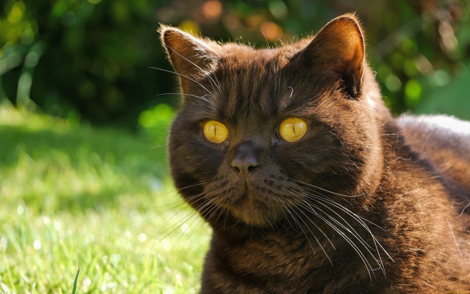 Морда кота