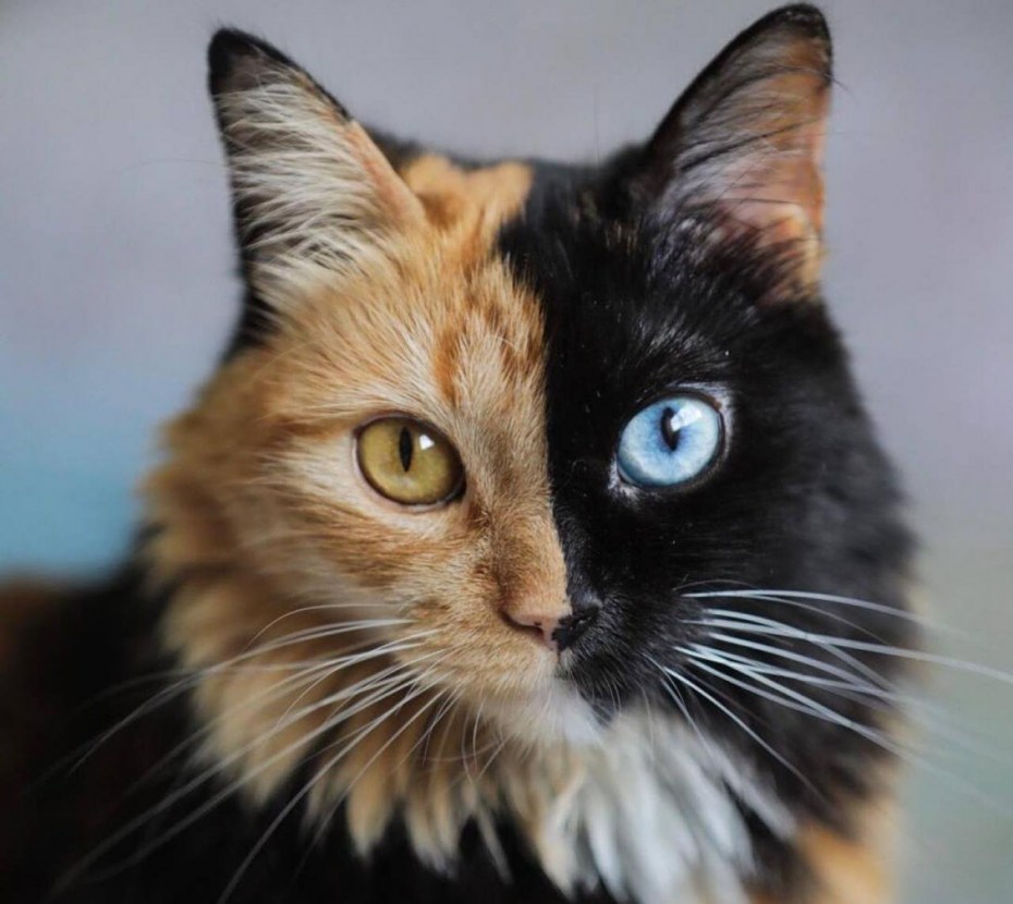Кошка Венера Химера
