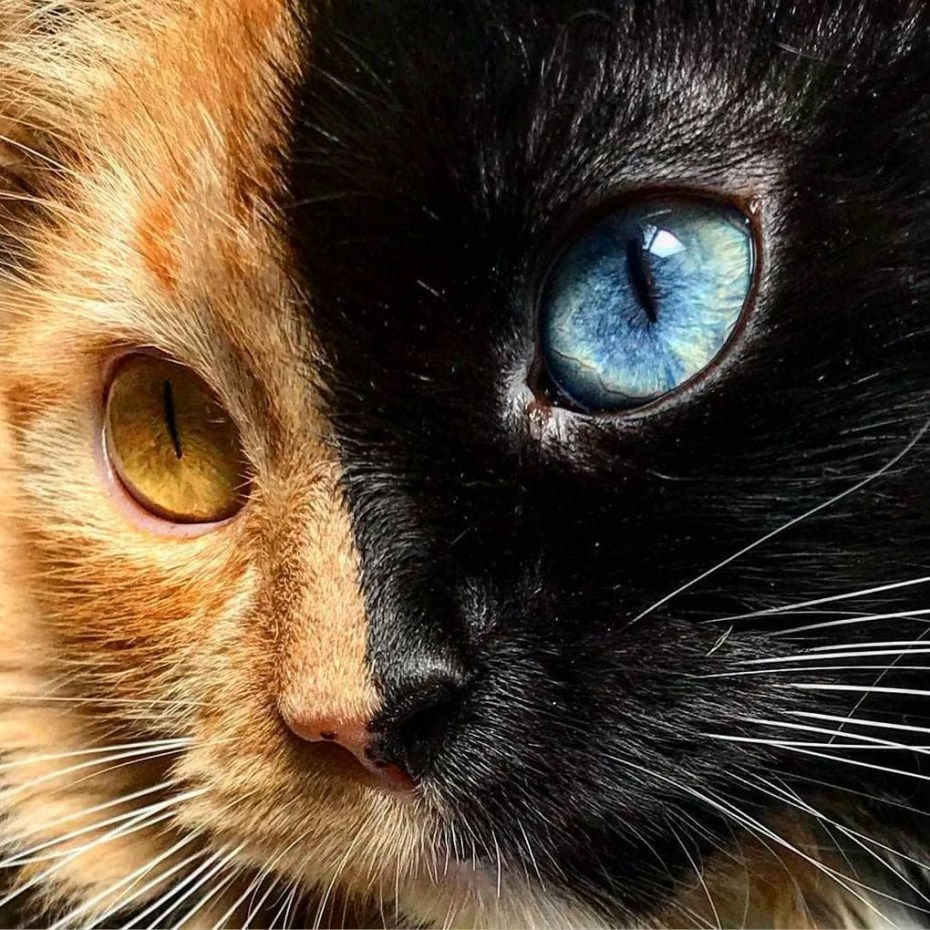 Двуликая кошка Химера