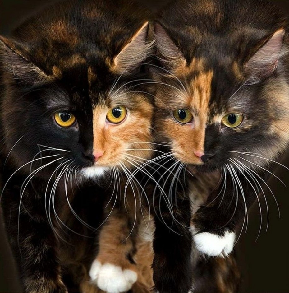 Котята Близнецы