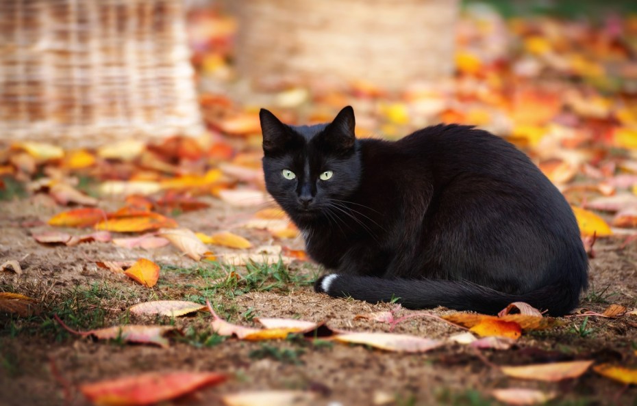 Кошка осень