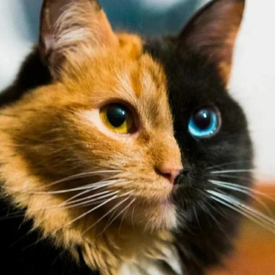 Рыже черная кошка