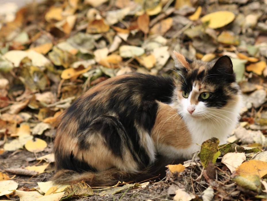 Трехшерстная кошка