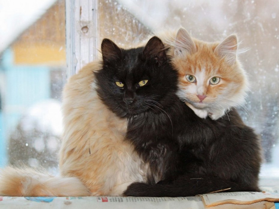 Рыжий и черный котики