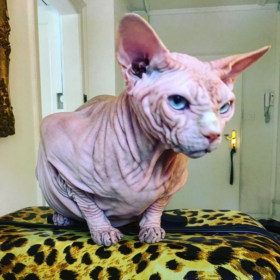 Лысые коты сфинксы