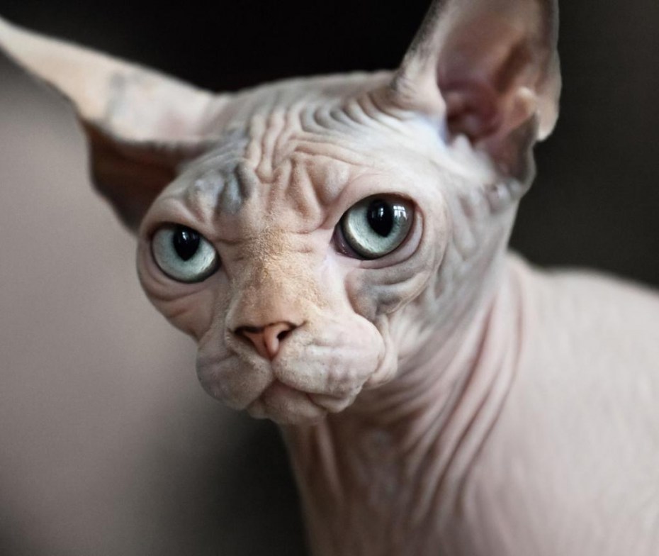 Сфинкс кот