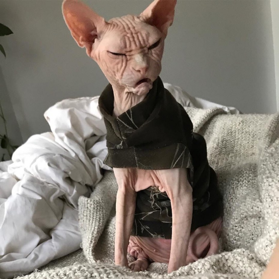 Кот Локи сфинкс