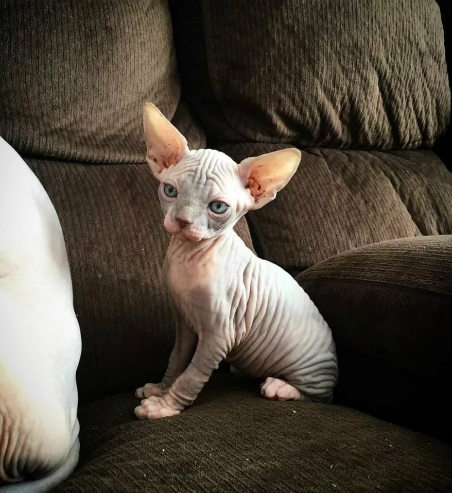 Сфинкс кошка