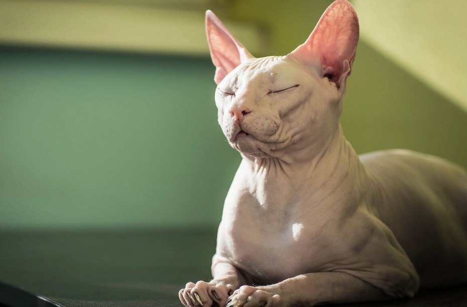Сфинксы кот и кошка