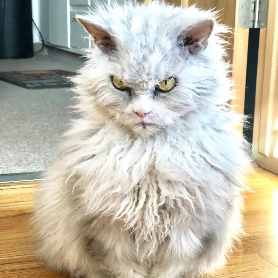 Кот Альберт Рамблер