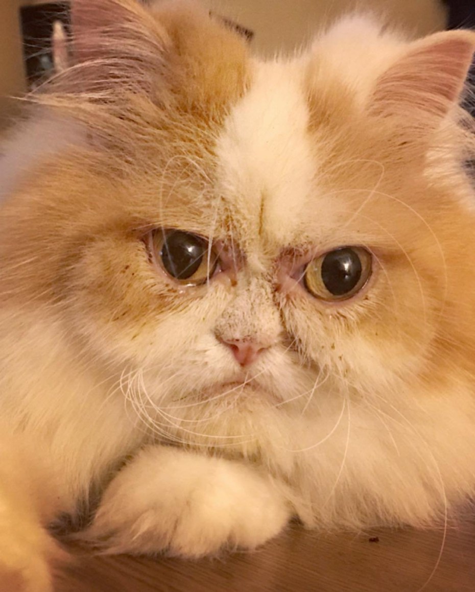 Персидский кот Луи