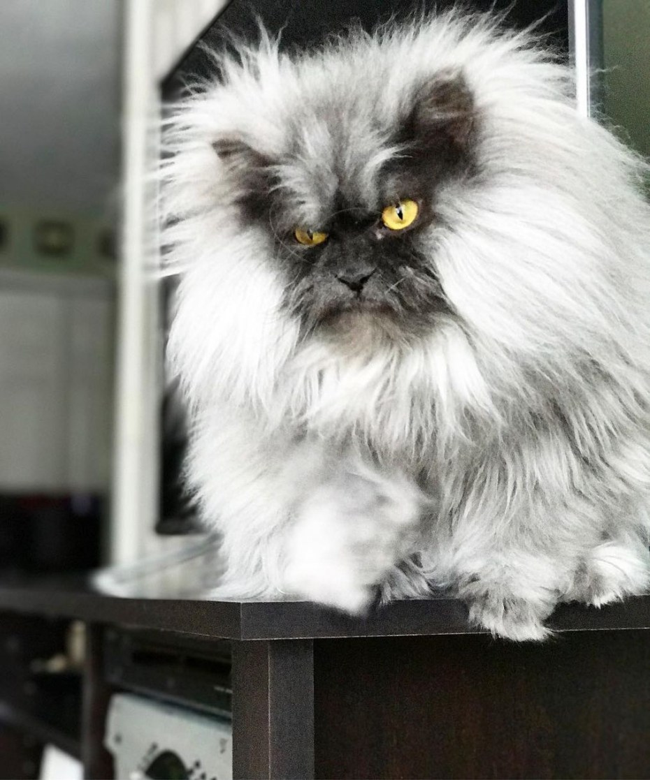 Злой кот Джуно