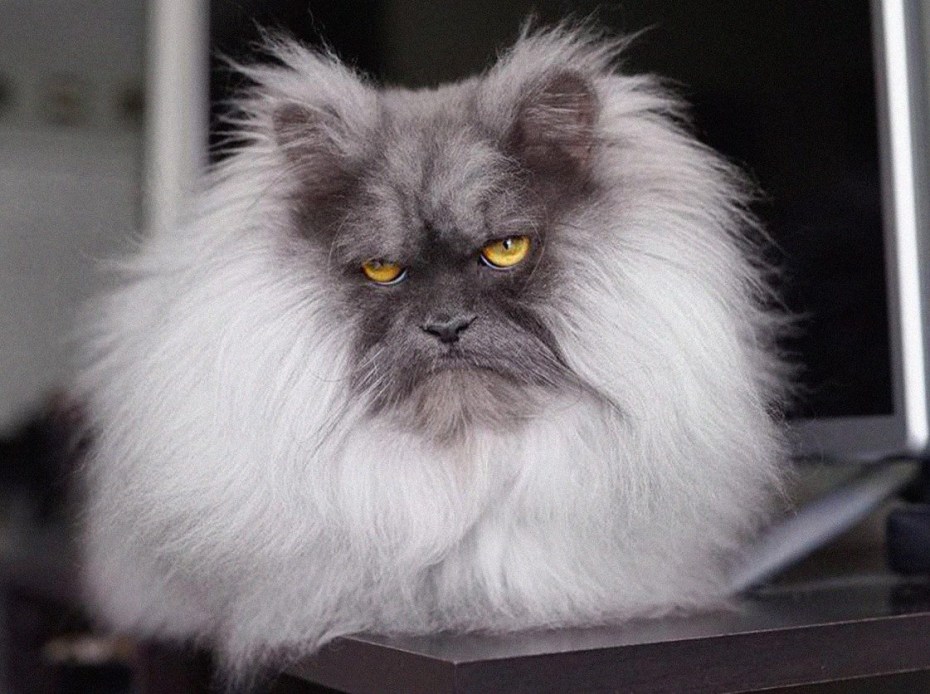Лохматый белый кот