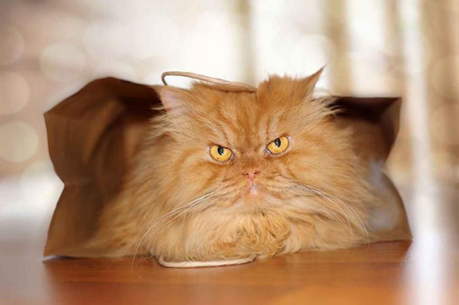 Персидский кот Гарфи
