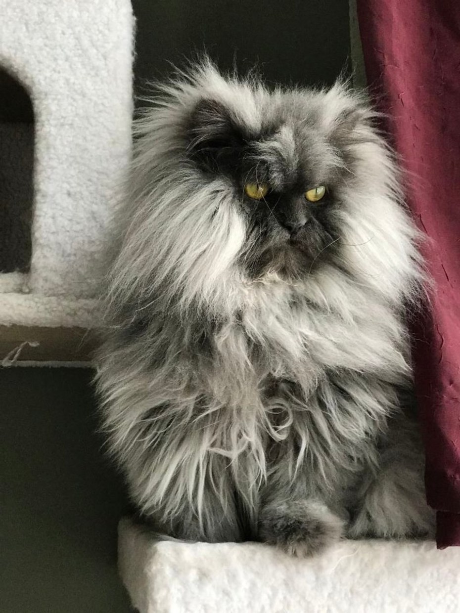 Злой кот Джуно