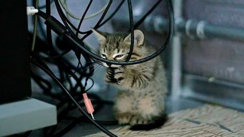 Специальные игрушки которые лабрадором разрешено их грызть