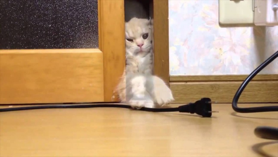 Кот неученый
