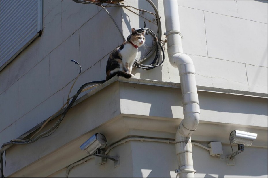 Кошка перегрызла горло котятам