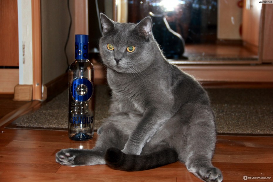 Кот сгрыз наушники