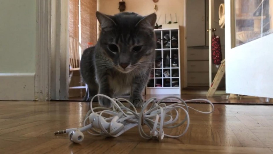 Британский кот Василий