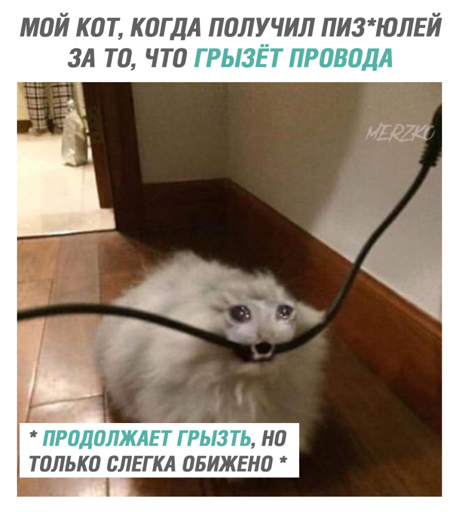 Кот перегрыз кабель