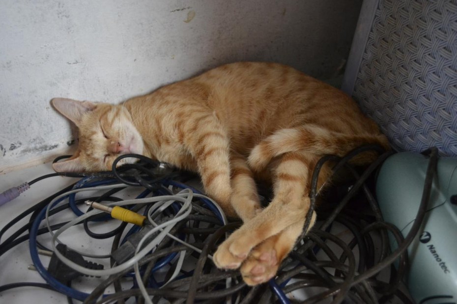 Кот в проводах