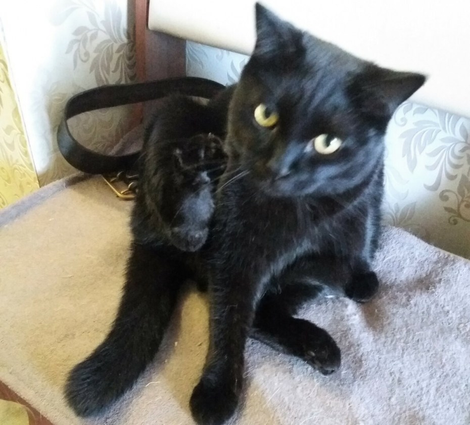 Одноухий котёнок