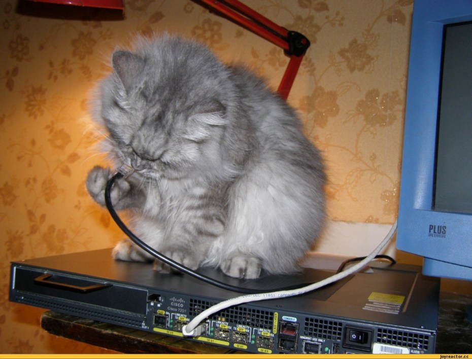 Кошка перегрызла провод