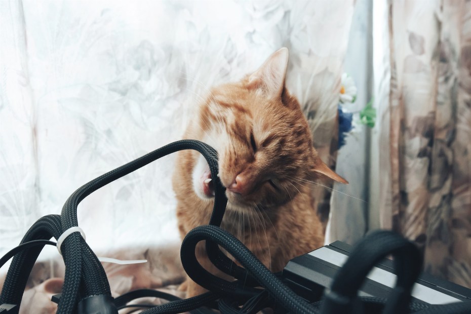 Кот перегрыз зарядку