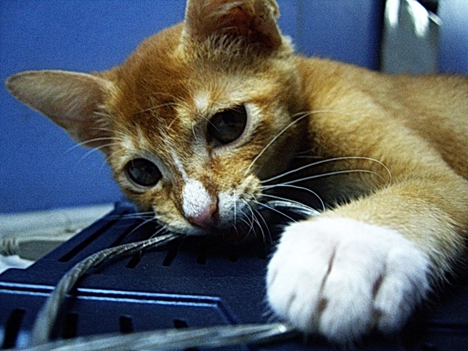 Кот электромонтер