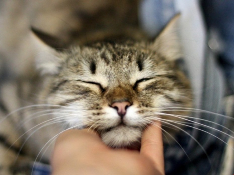 Кошка урчит