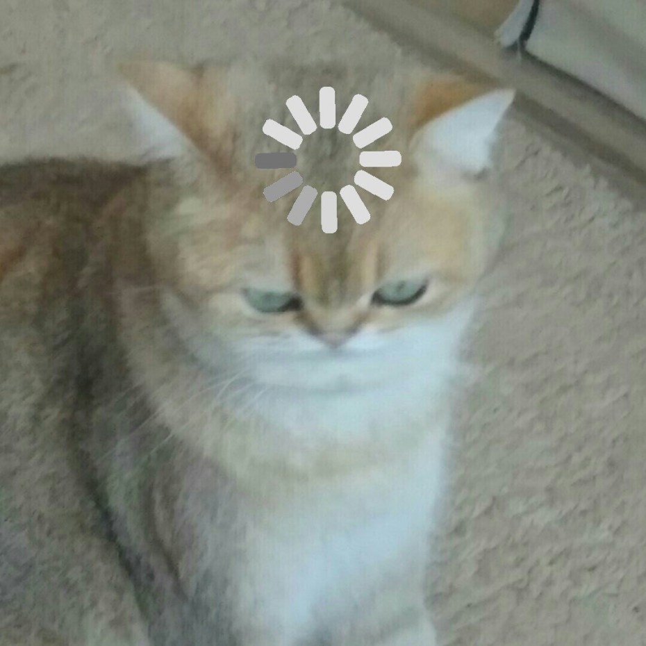 Кот в системнике