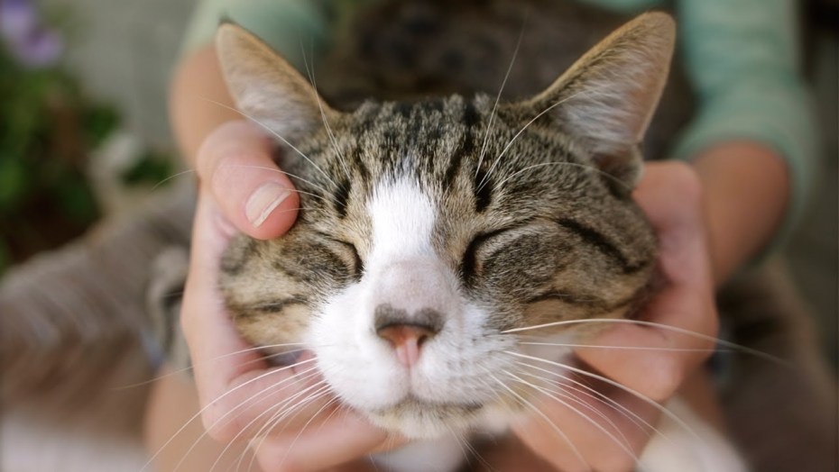 Мурлыканье котят