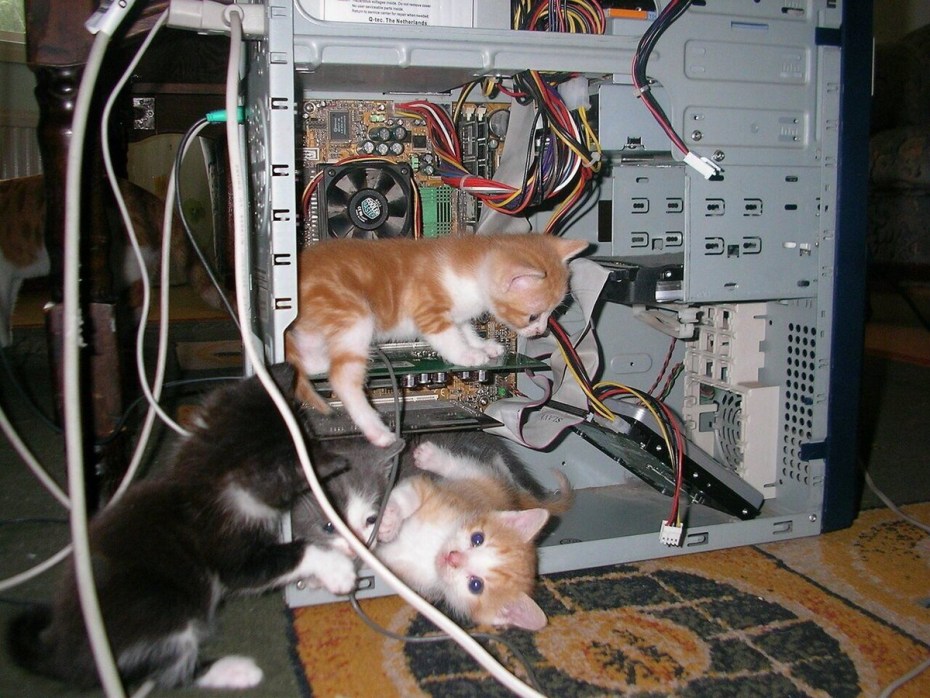 Кот грызь