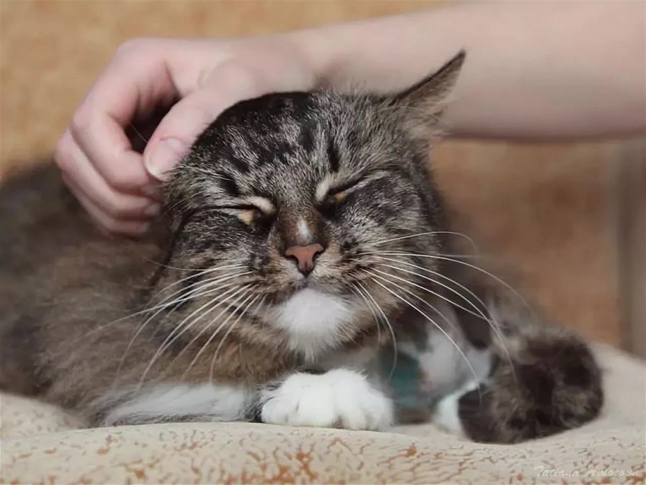 Кота чешут за ушком