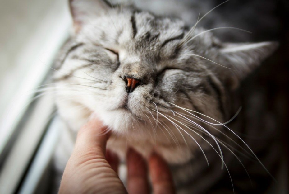 Котик мурчит