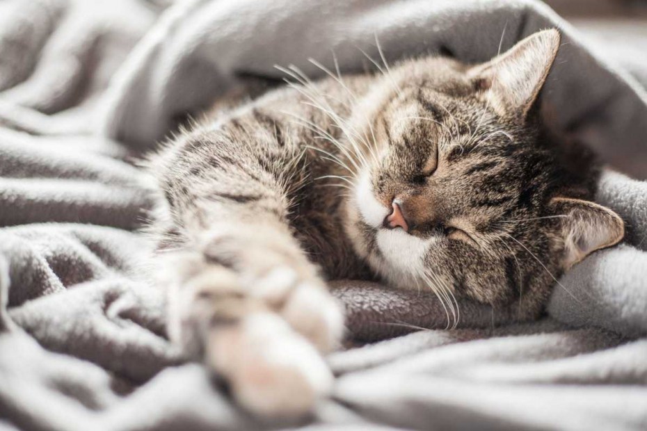 Котик мурчит