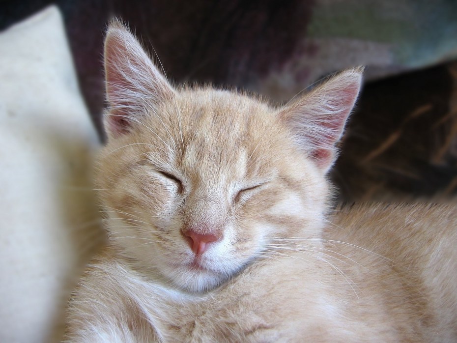 Котенок мурлычет