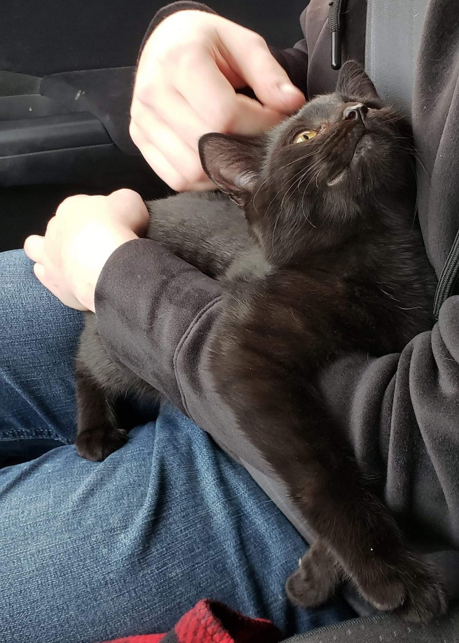 Котик обнимает человека