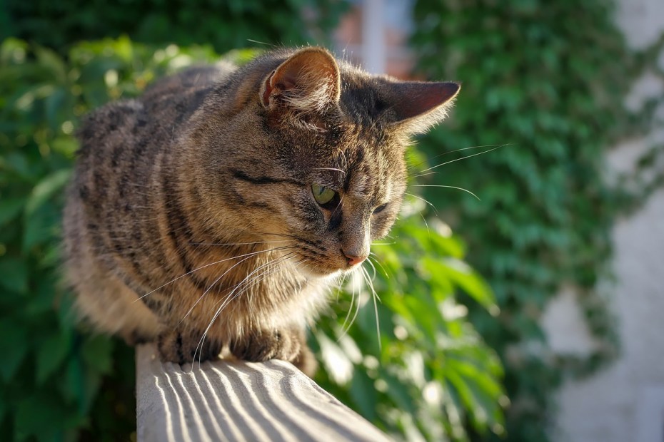 Cat purring