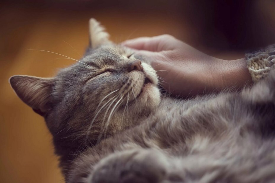 МЯУЧАЩИЙ кот