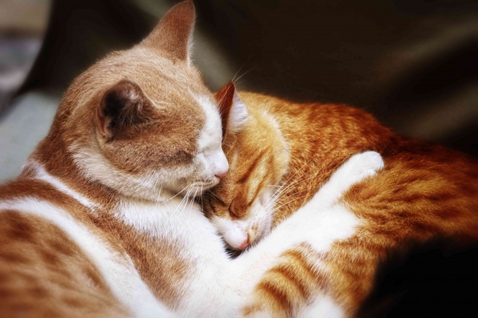 Кот ластится