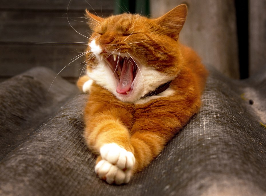 Смешные рыжие котики